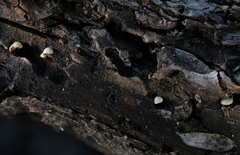 Simocybe haustellaris