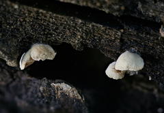 Simocybe haustellaris