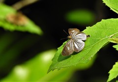 Pythonides lancea