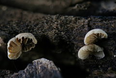 Simocybe haustellaris