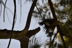 Melanerpes aurifrons