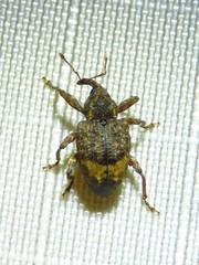Conotrachelus albicinctus