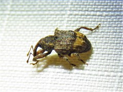 Conotrachelus albicinctus
