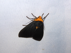 Elysius