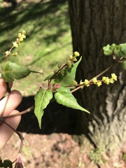 Acer crataegifolium