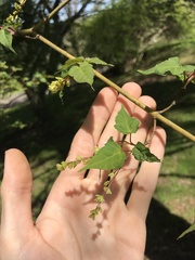 Acer crataegifolium