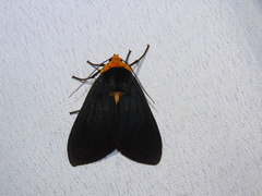 Elysius