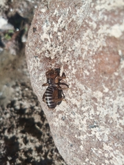 Stenopelmatus talpa