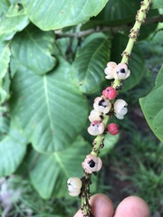 Coccoloba cozumelensis