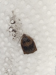 Archips infumatana