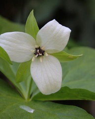 Trillium simile