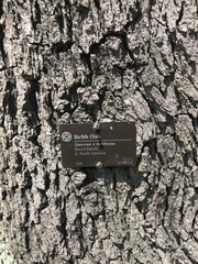 Quercus × bebbiana