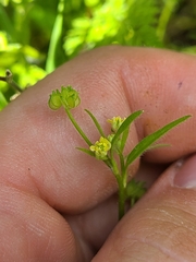 Ranunculus hebecarpus