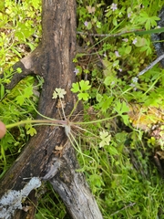 Ranunculus hebecarpus