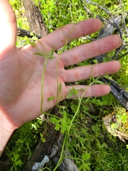 Ranunculus hebecarpus
