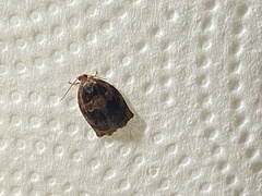 Archips infumatana
