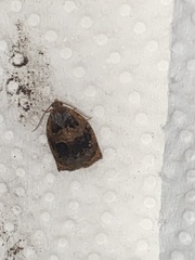 Archips infumatana