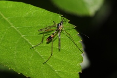Ptychoptera quadrifasciata