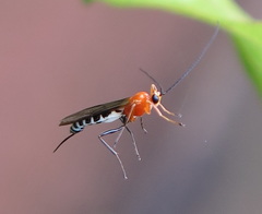 Eriostethus perkinsi
