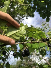 Platymiscium pinnatum