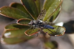 Tabuda varia