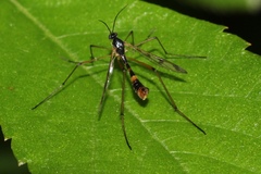 Ptychoptera quadrifasciata