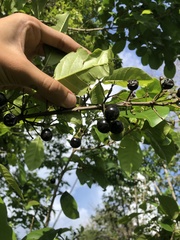 Platymiscium pinnatum