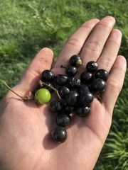 Platymiscium pinnatum