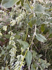 Salvia discolor