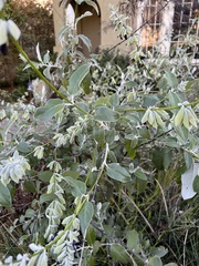 Salvia discolor