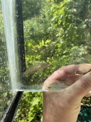Etheostoma phytophilum