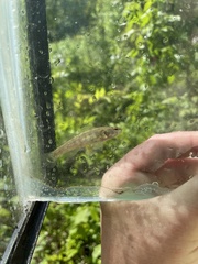 Etheostoma phytophilum