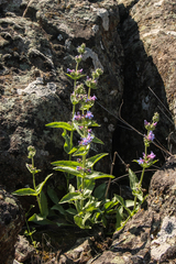 Penstemon pruinosus