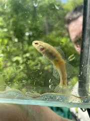 Etheostoma phytophilum