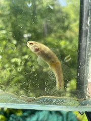 Etheostoma phytophilum