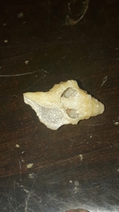 Latirus