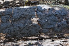 Glonium stellatum