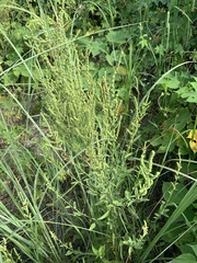 Chenopodium acuminatum