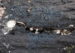 Glonium stellatum