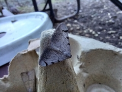Digrammia triviata