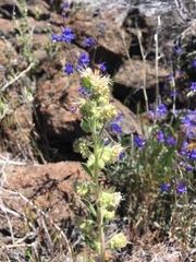 Phacelia heterophylla