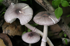 Leucoagaricus roseilividus