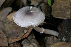 Leucoagaricus roseilividus