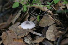 Leucoagaricus roseilividus