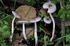 Leucoagaricus roseilividus