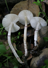 Leucoagaricus roseilividus