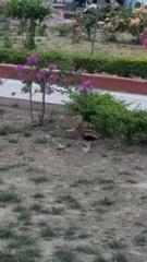 Dendrocygna autumnalis