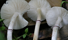 Leucoagaricus roseilividus