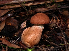 Tylopilus brunneus