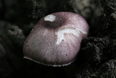 Leucoagaricus roseilividus